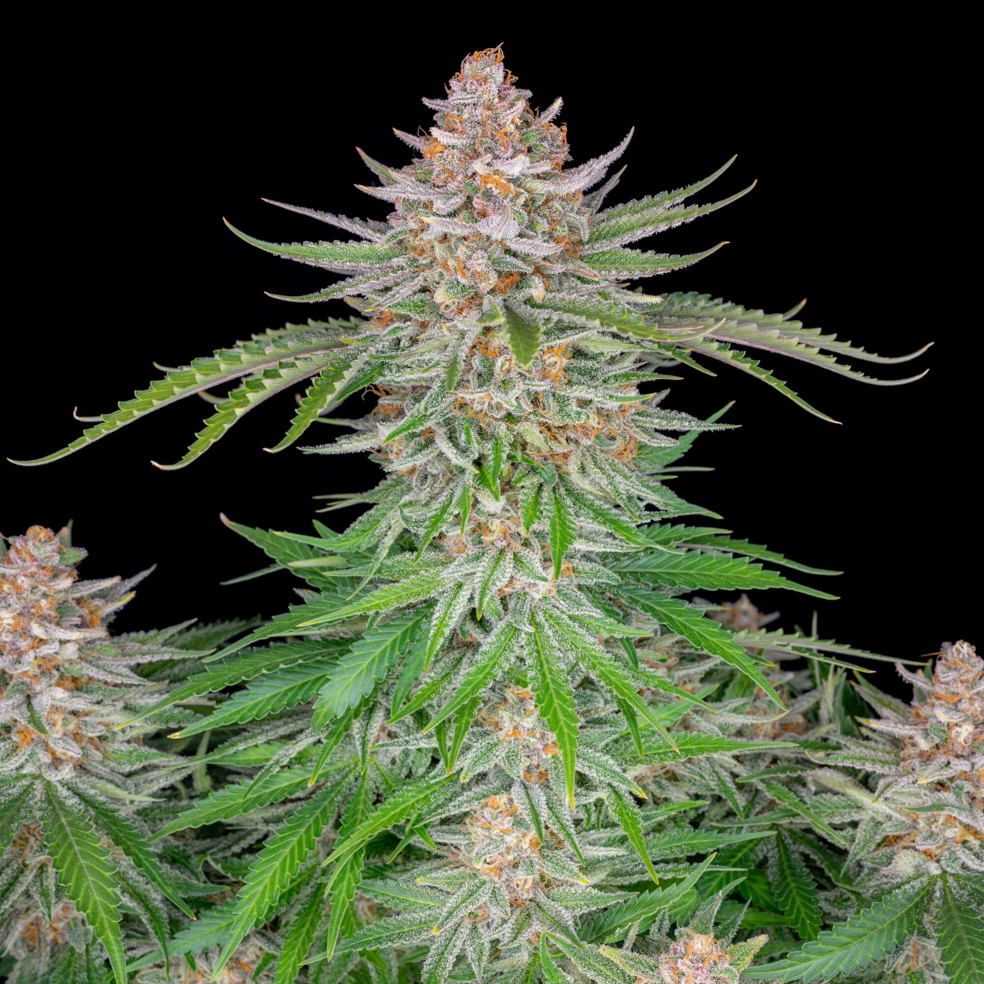 strawberry-pie-auto-2