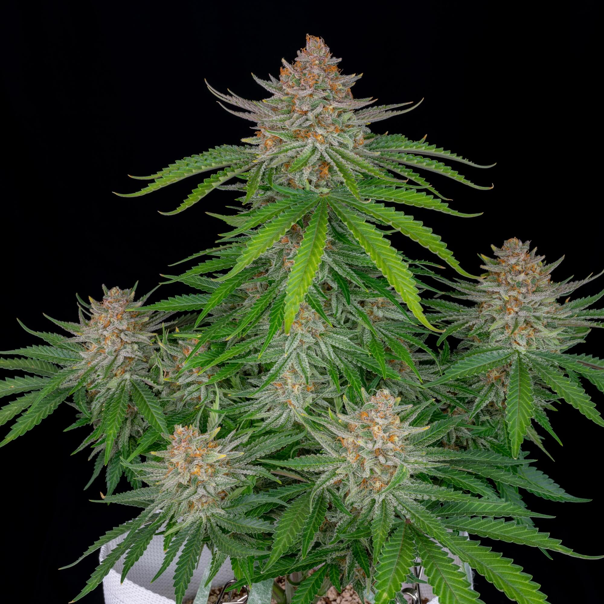 Strawberry Pie Auto Feminized Seeds Strawberry Pie Auto Feminized Seeds