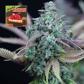 strawberry_cheesecake