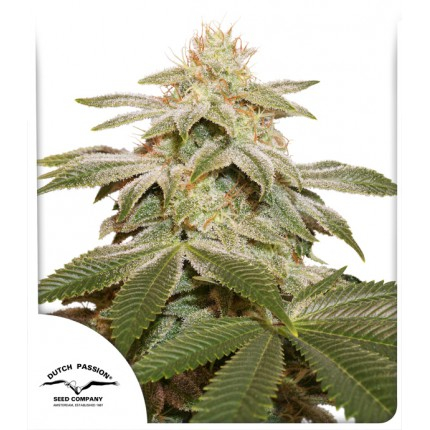 Sugar Bomb Punch Feminized Seeds