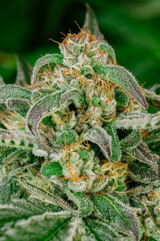 Sugar Cookies FAST Feminized Seeds