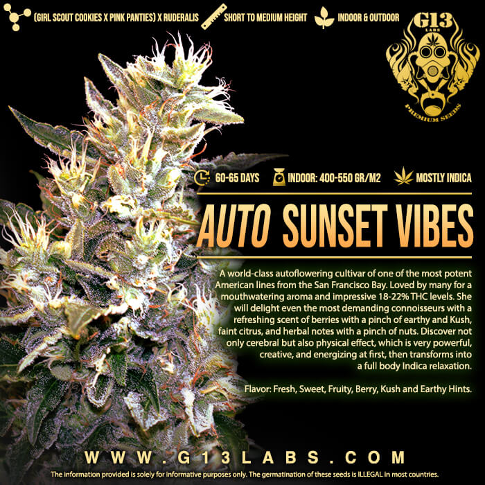 Sunset Vibes Auto Feminized Seeds
