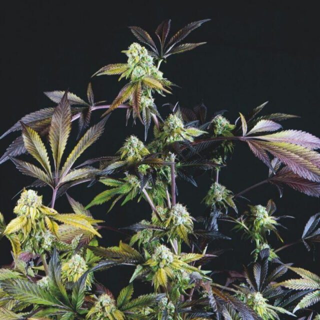 Sunset Sherbet Feminized Seeds