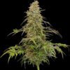 Supafreak Feminized Seeds