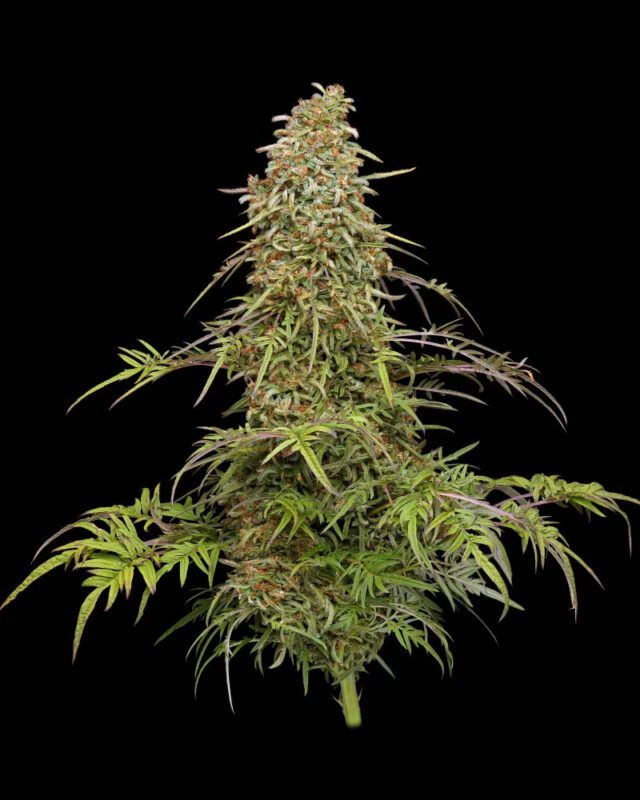 Supafreak Feminized Seeds