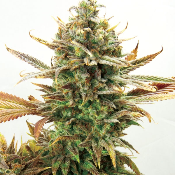 Super Critical Bud CBD Feminized Seeds