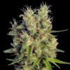 Super Malawi Haze Feminized Seeds