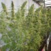 Buy Super Malawi Haze Feminized Seeds by Ace Seeds in America - Image 2