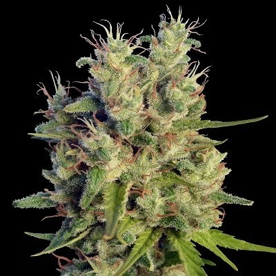 Super Malawi Haze Feminized Seeds