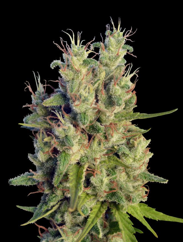 Super Malawi Haze Regular Seeds