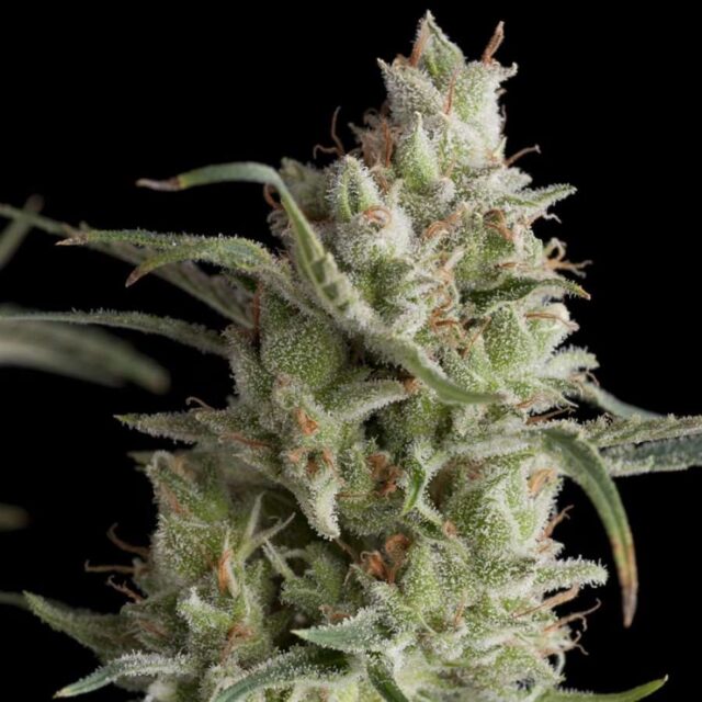 Super OG Kush Feminized Seeds