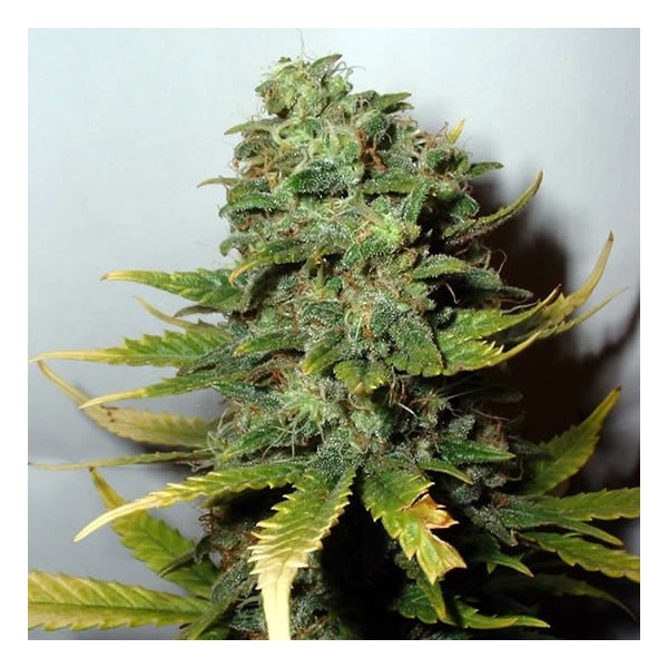 Super Skunk Feminized Seeds