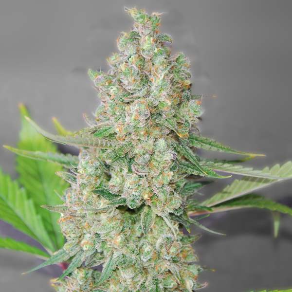 Super Skunk Feminized Seeds