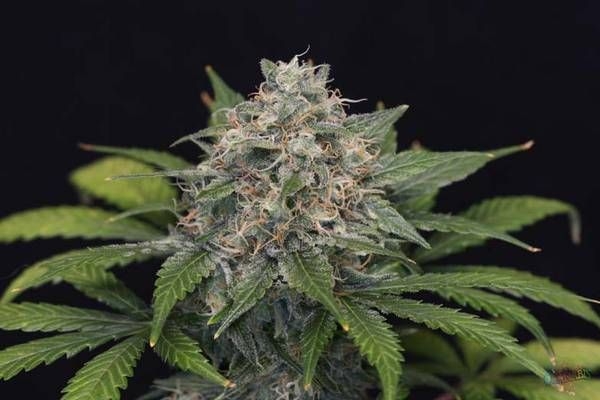 Super Pineapple Haze Feminized Seeds