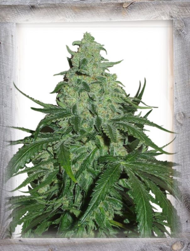 Super Skunk Auto Feminized Seeds