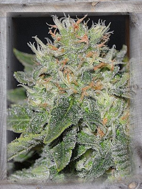 Super Skunk Kush Feminized Seeds