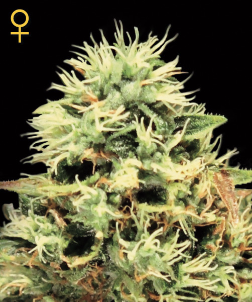 Super Bud Feminized Seeds