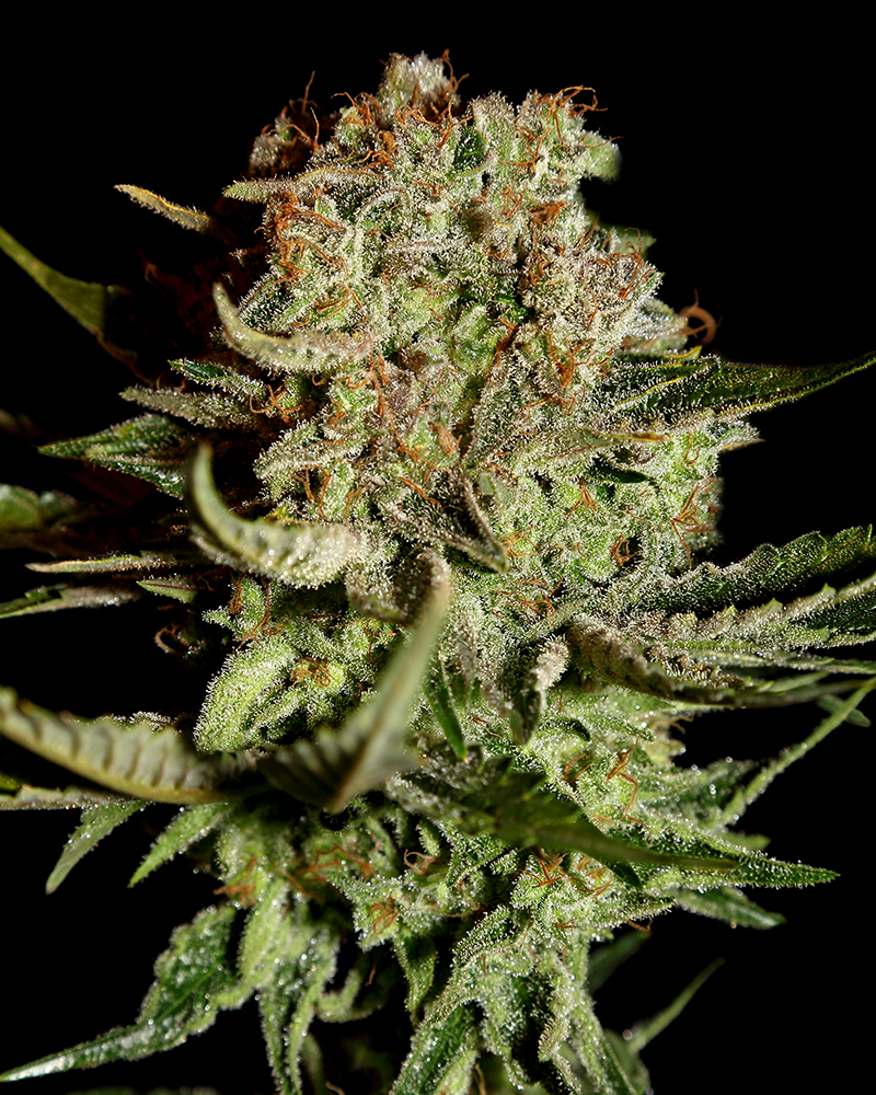 Buy Super Bud Feminized Seeds by Greenhouse Seed Co. in America - Image 2