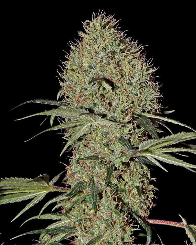 Super Bud Auto Feminized Seeds