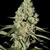 Buy Super Critical Feminized Seeds by Greenhouse Seed Co. in America - Image 2