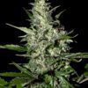 Buy Super Critical Auto Feminized Seeds by Greenhouse Seed Co. in America - Image 2