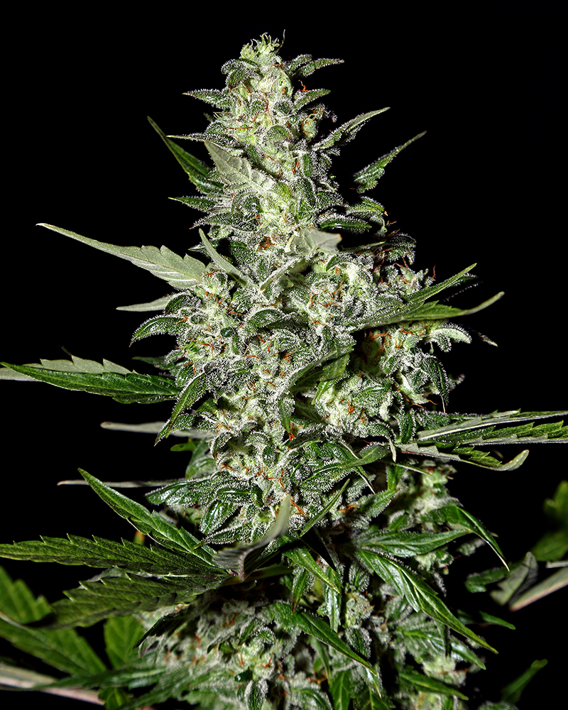 Buy Super Critical Auto Feminized Seeds by Greenhouse Seed Co. in America - Image 2