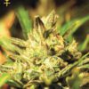 Super Critical Auto Feminized Seeds