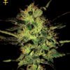 Super Critical Feminized Seeds