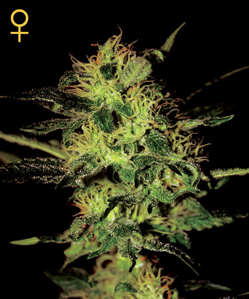 Super Critical Feminized Seeds