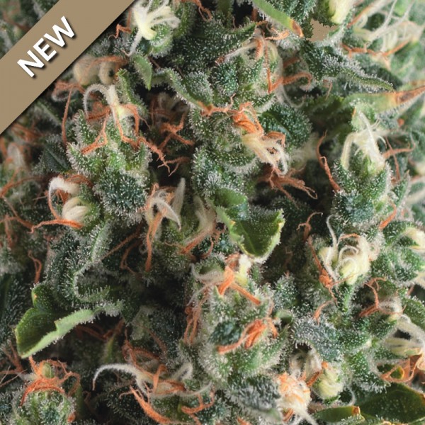 Super OG Kush Auto Feminized Seeds