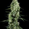 Buy Super Silver Haze Feminized Seeds by Greenhouse Seed Co. in America - Image 2