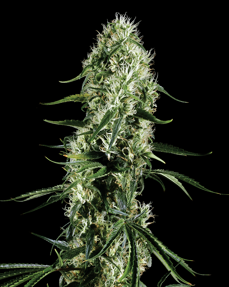 supersilverhaze_2