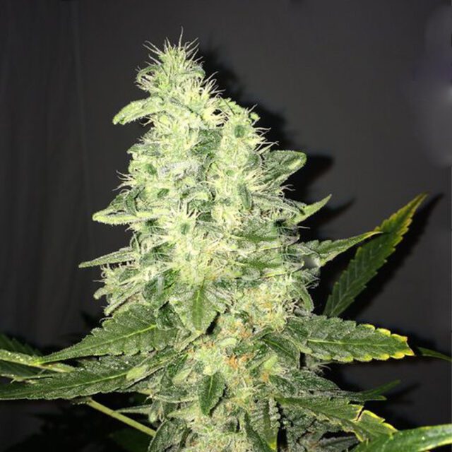 Supreme CBD Kush Feminized Seeds