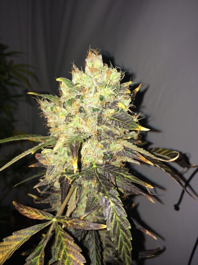 Supreme CBD Durban Feminized Seeds