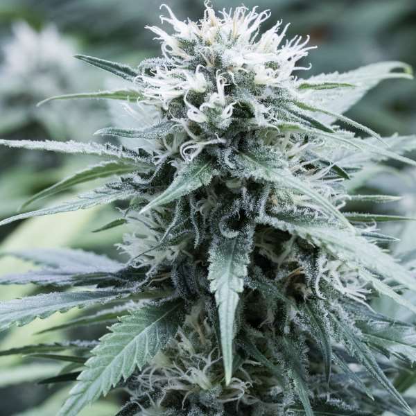 Sweet Amnesia Feminized Seeds