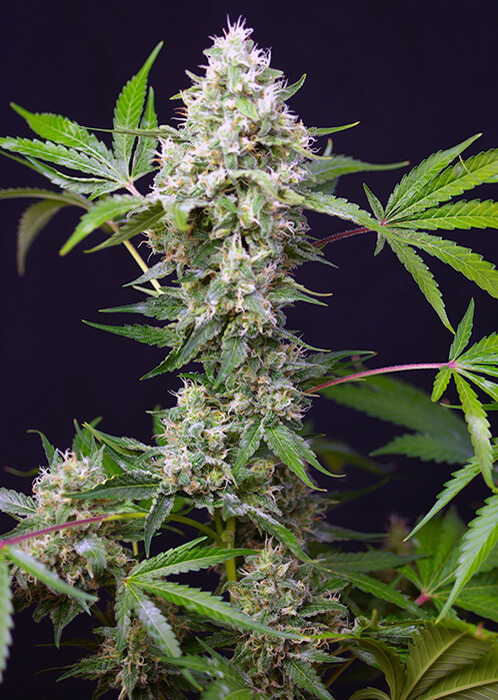 sweet-amnesia-haze-xl-auto-2