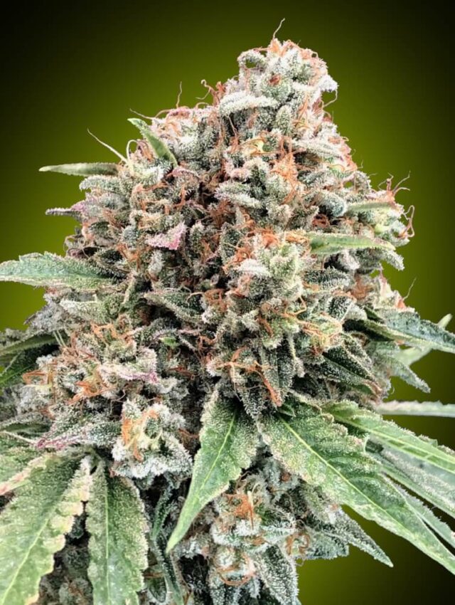 Sweet Critical 2.0 Feminized Seeds