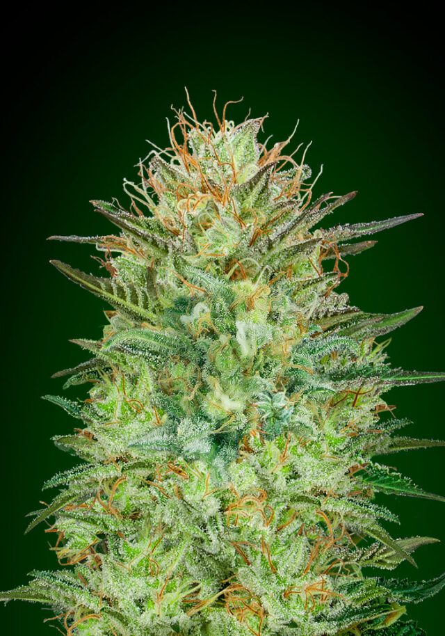 Sweet Critical Auto Feminized Seeds