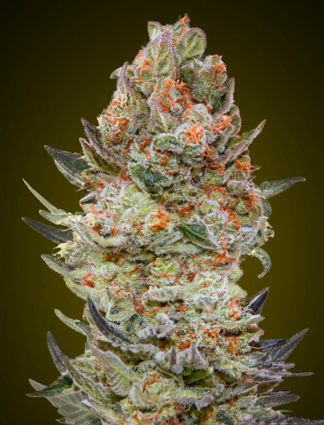 Sweet Critical CBD Feminized Seeds