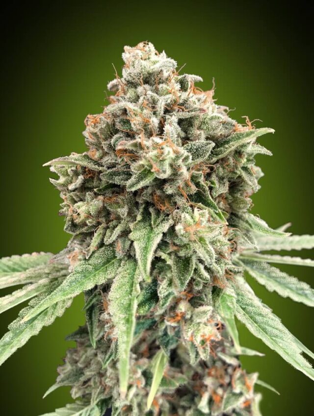 Sweet Critical FAST Feminized Seeds