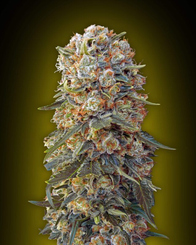 Sweet Critical Feminized Seeds