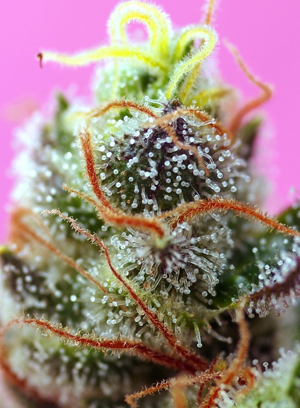 sweet-mimosa-xl-auto-2