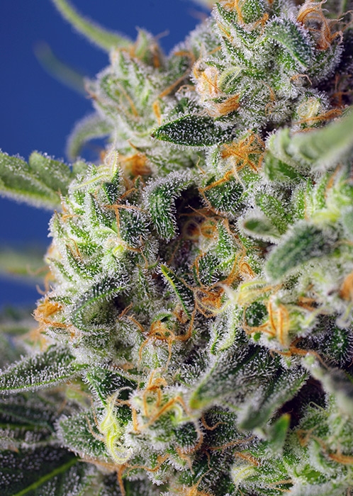sweet-pure-cbd-2