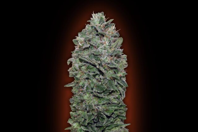 Sweet Soma Feminized Seeds