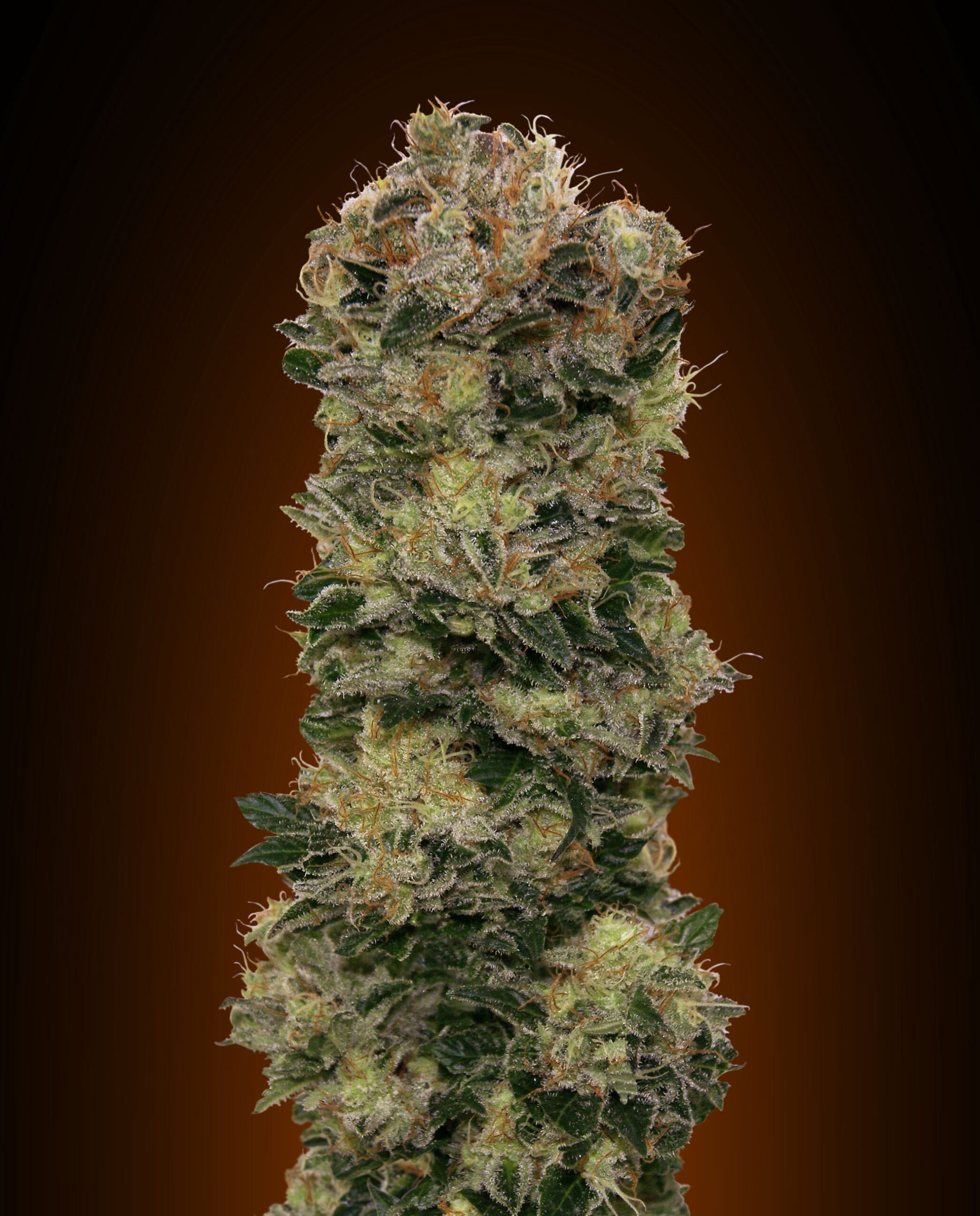 Sweet Soma Auto Feminized Seeds Sweet Soma Auto Feminized Seeds