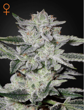 Sweet Valley Kush Feminized Seeds