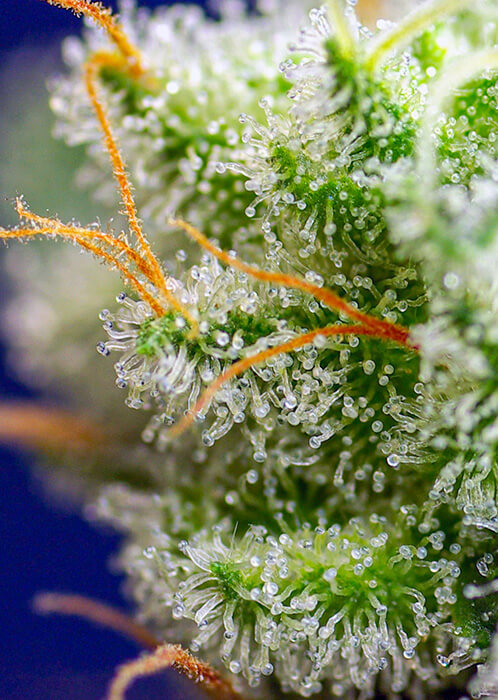sweet-zkittlez-2