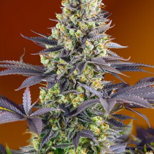 Sweet Zenzation (formerly Sweet Zkittlez) Feminized Seeds