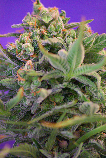 Sweet Cheese F1 FAST Version Feminized Seeds