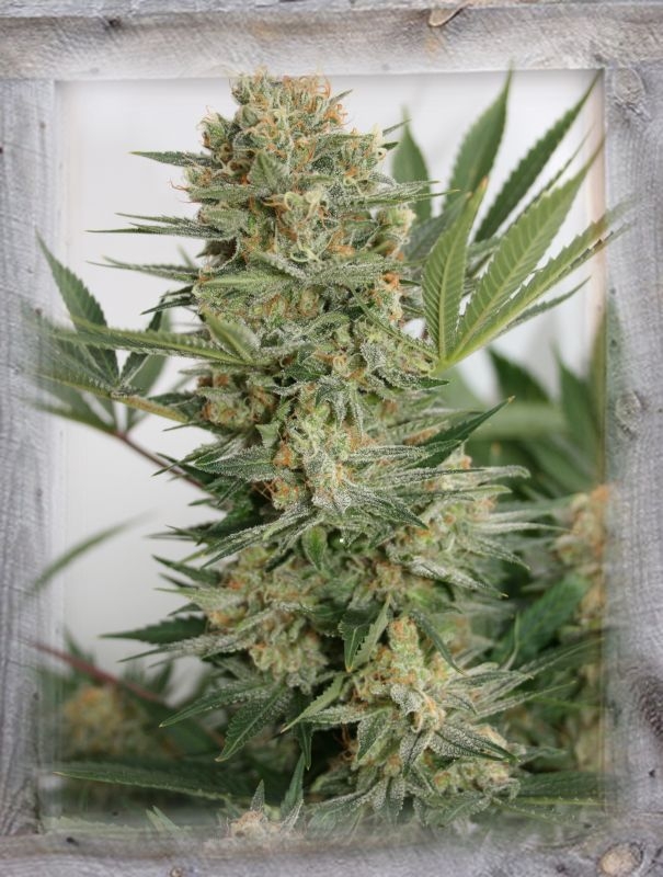 Sweet Russian Feminized Seeds